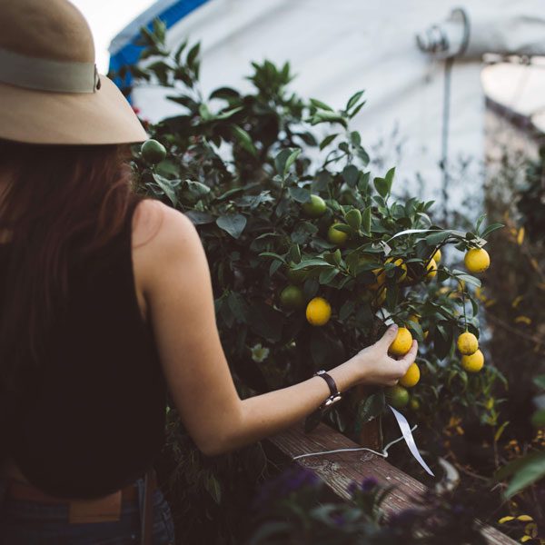 Grace Notes | An Ode to Gardening