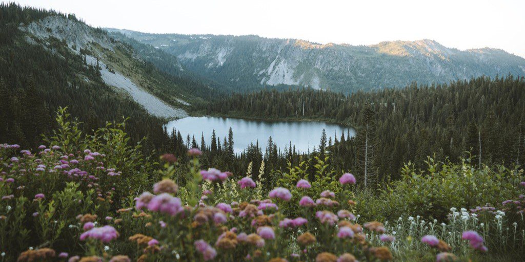 Forest Bathing in Mount Rainier