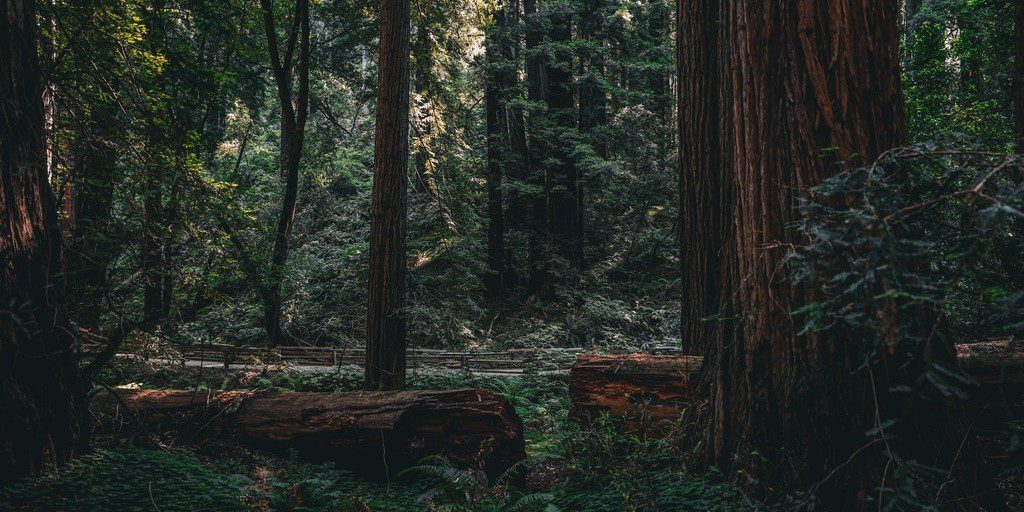 Forest Bathing in Muir Woods