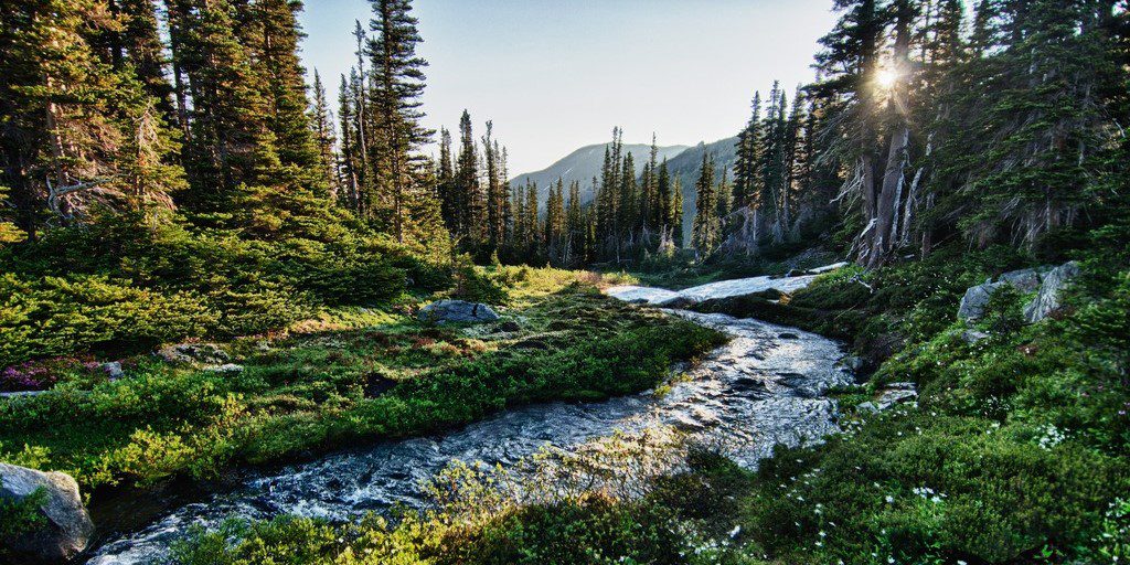 Forest Bathing in Olympic