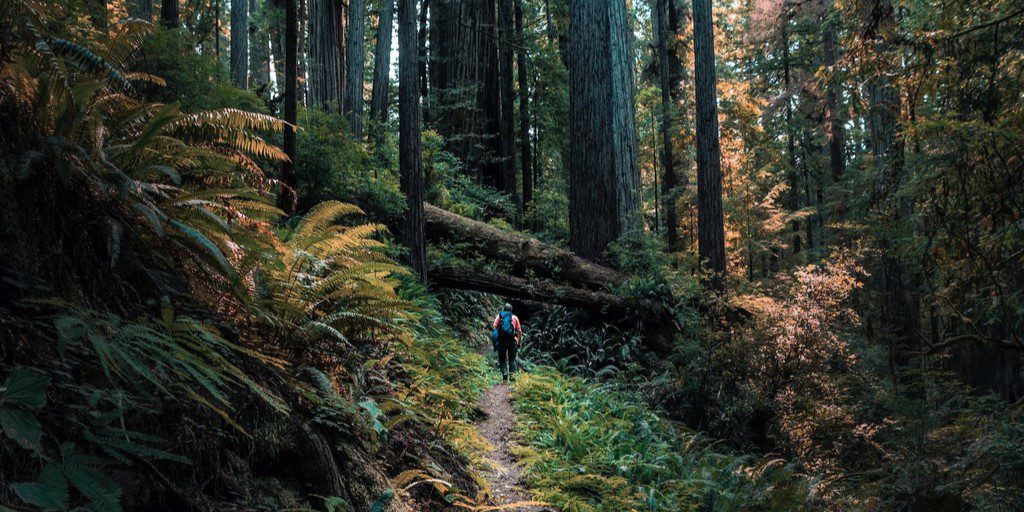 Forest Bathing in Redwood