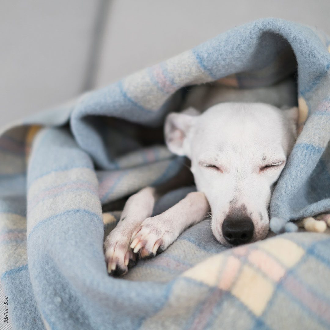 Mindfulness Activities with Your Pet